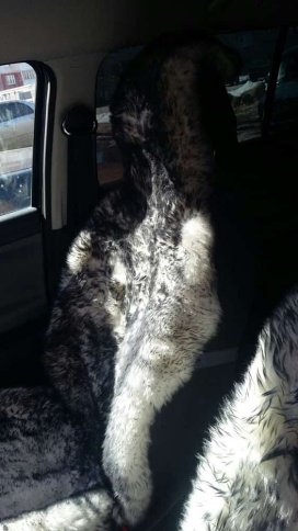 PSV Jolly Extra Накидки на сиденье длинный ворс бело-черный 140x50 комплект 5шт    фото 6